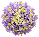 Fragrant Sweet Pea and Daisy Tanacetum Bouquet - Flowers Box London