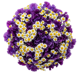 Fragrant Sweet Pea and Daisy Tanacetum Bouquet - Flowers Box London
