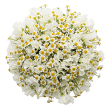 Fragrant Sweet Pea and Daisy Tanacetum Bouquet - Flowers Box London
