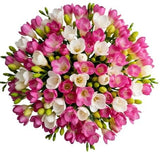 Fragrant White & Pink Freesias Bouquet - Flowers Box London