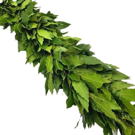 Fresh Bay Laurel Leaves Natural Garland - Flowers Box London