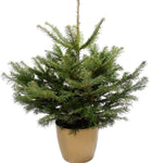 Fresh Christmas Tree: Potted Nordman Fir