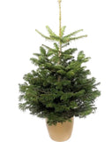 Fresh Christmas Tree: Potted Nordman Fir