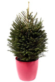Fresh Christmas Tree: Potted Norway Spruce
