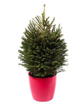 Fresh Christmas Tree: Potted Norway Spruce - Flowers Box London