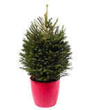Fresh Christmas Tree: Potted Norway Spruce - Flowers Box London