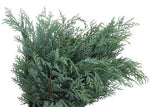 Fresh Conifer Blue (Chamaecypraris Blue): Stunning Greenery for Seasonal Decorations