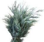 Fresh Conifer Blue (Chamaecypraris Blue): Stunning Greenery for Seasonal Decorations