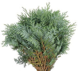 Fresh Conifer Blue (Chamaecypraris Blue): Stunning Greenery for Seasonal Decorations - Flowers Box London