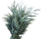 Fresh Conifer Blue (Chamaecypraris Blue): Stunning Greenery for Seasonal Decorations - Flowers Box London