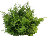Fresh Conifer Dolabrata Lush Greenery for a Festive Touch