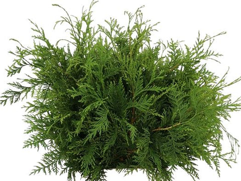Fresh Conifer Dolabrata Lush Greenery for a Festive Touch - Flowers Box London