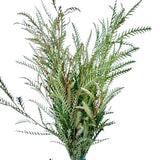 Fresh Grevillea Ivanhoe: Stunning Natural Decor for Your Space - Flowers Box London