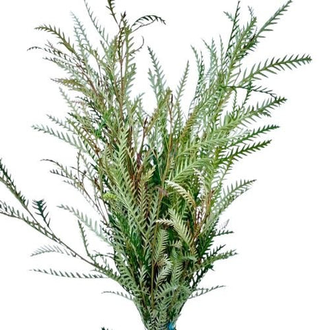 Fresh Grevillea Ivanhoe: Stunning Natural Decor for Your Space - Flowers Box London