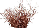 Fresh Grevillea Painted: Unique Floral Accent for Vibrant Arrangements - Flowers Box London