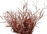 Fresh Grevillea Painted: Unique Floral Accent for Vibrant Arrangements - Flowers Box London