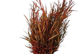Fresh Grevillea Painted: Unique Floral Accent for Vibrant Arrangements