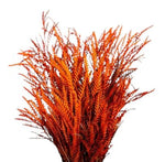 Fresh Grevillea Painted: Unique Floral Accent for Vibrant Arrangements