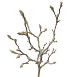 Fresh Magnolia Grandiflora Flowering Branches - Stunning Floral Touch - Flowers Box London
