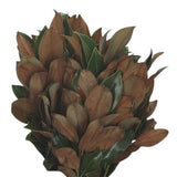 Fresh Magnolia Leaf: Perfect for Seasonal Decor and Crafting - Flowers Box London