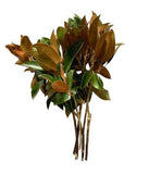 Fresh Magnolia Leaf: Perfect for Seasonal Decor and Crafting - Flowers Box London