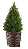 Fresh Picea Glauca Christmas Tree in Basket - Flowers Box London