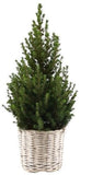 Fresh Picea Glauca Christmas Tree in Basket - Flowers Box London