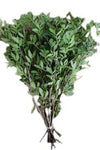 Fresh Pistacia Foliage | Perfect Greenery for Floral Arrangements