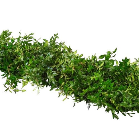 Fresh Pistacia Garland - Flowers Box London