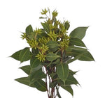 Fresh Robusta Berries: Lush Greenery for Elegant Floral Creations - Flowers Box London