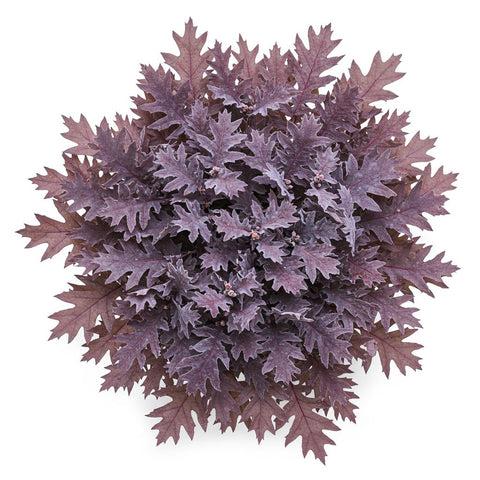 Frosted Pink Oak Leaves Bouquet