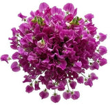 Fuchsia Sweet Pea Bouquet - Flowers Box London