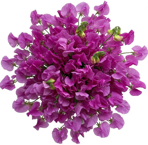 Fuchsia Sweet Pea Bouquet
