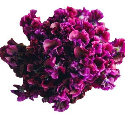 Fuchsia Sweet Pea Bouquet