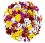 Full of Colour Chrysanthemum Bouquet - Flowers Box London