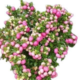 Gaultheria Big Berry in Ceramic Pot - Flowers Box London