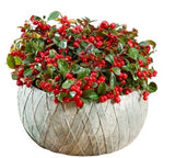 Gaultheria Big Berry in Ceramic Pot - Flowers Box London