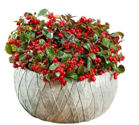 Gaultheria Big Berry in Ceramic Pot - Flowers Box London