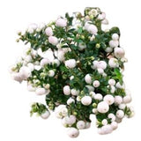Gaultheria Big Berry in Ceramic Pot - Flowers Box London