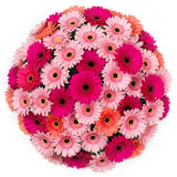Gerbera Pink Shadows Bouquet - Flowers Box London