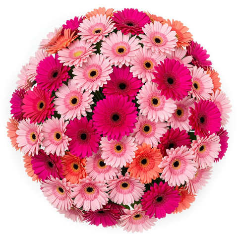 Gerbera Pink Shadows Bouquet