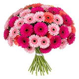 Gerbera Pink Shadows Bouquet - Flowers Box London