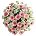 Gerberas and White Scobiosa Pretty Bouquet - Flowers Box London