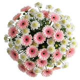 Gerberas and White Scobiosa Pretty Bouquet - Flowers Box London