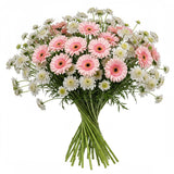 Gerberas and White Scobiosa Pretty Bouquet - Flowers Box London