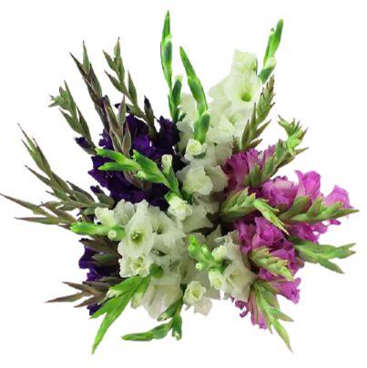 Gladioli Trio Luxury Bouquet