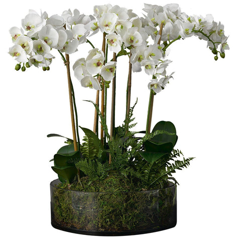 Glass Round Pot of Luxury Phaleonopsis Orchids with Assorted Plants - Flowers Box London