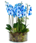 Glass Round Pot of Luxury Phaleonopsis Orchids with Assorted Plants - Flowers Box London