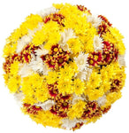 Glowing Chrysanthemum Trio Bouquet - Flowers Box London