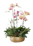 Gorgeous Festive Phaleonopsis Orchids Arrangement - Flowers Box London
